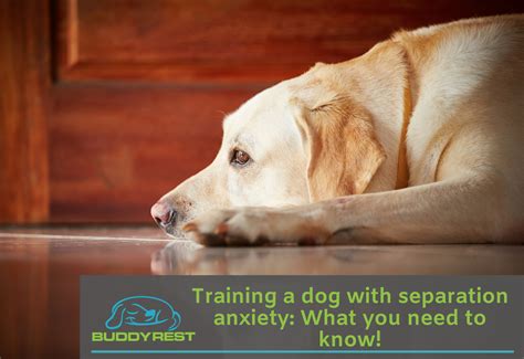 Dog separation training. Things To Know About Dog separation training. 
